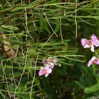 Vanda Miss Jochim